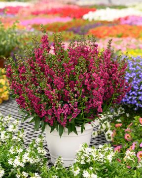 Enkelinkukka Big Cherry 