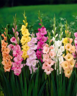 Gladiolus mix 20 kpl