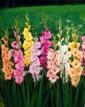 Gladiolus mix 20 kpl