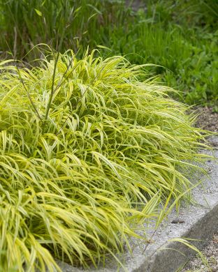 Hakoneheinä Aureola 3 kpl