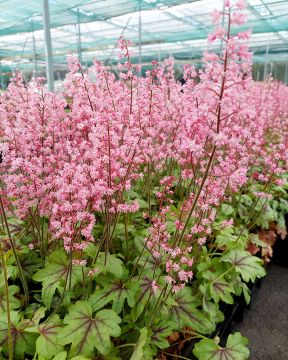 Rusohaltiankukka Pink Fizz 3 kpl