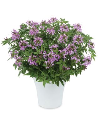 Hämähäkkikukka Clio Magenta