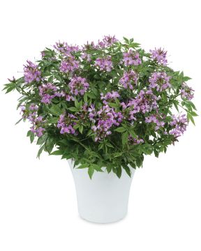 Hämähäkkikukka Clio Magenta