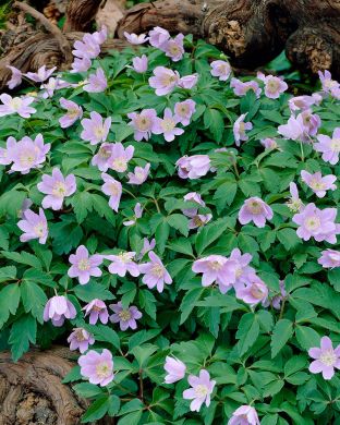 Hämyvuokko Robinsoniana 3 kpl