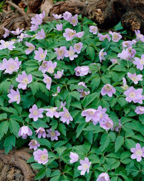 Hämyvuokko Robinsoniana 3 kpl