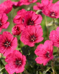 Harmaakurjenpolvi Jolly Jewel Raspberry 3 kpl