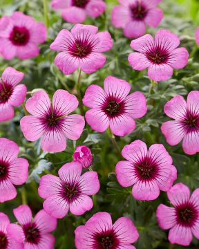 Keijunlumous perenna-asetelma 3 kpl