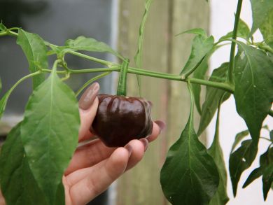 Havannapaprika Habanero Chocolate