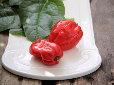 Havannapaprika Naga Morich