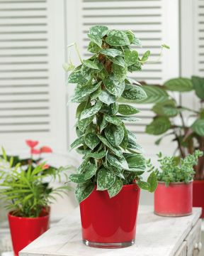 Kirjohopeaköynnös Silvery Ann