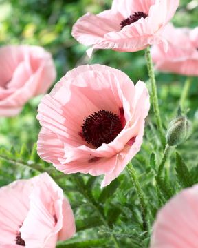 Tarhaidänunikko Paradiso 3 kpl