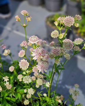 Isotähtiputki Buckland 3 kpl