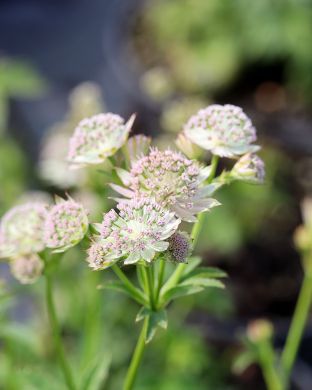 Isotähtiputki Buckland 3 kpl