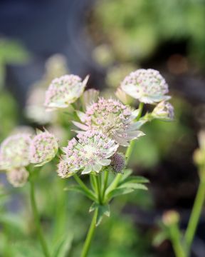 Isotähtiputki Buckland 3 kpl