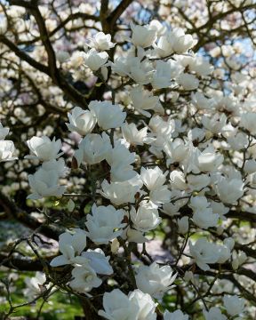 Jademagnolia Double Diamond