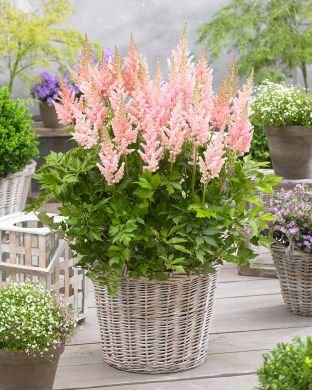 Kiinanjaloangervo Vision Inferno 3 kpl