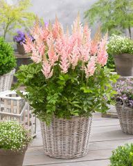 Kiinanjaloangervo Vision Inferno 3 kpl