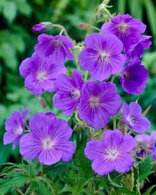 Jalokurjenpolvi Orion 3 kpl