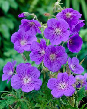 Jalokurjenpolvi Orion 3 kpl