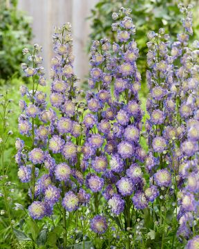 Jaloritarinkannus Bolero 3 kpl