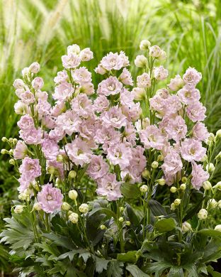 Jaloritarinkannus Cinderella 3 kpl