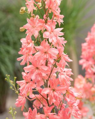 Jaloritarinkannus Princess Caroline 3 kpl