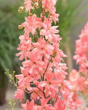 Jaloritarinkannus Princess Caroline 3 kpl