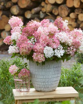 Japaninhortensia Groundbreaker® Blush