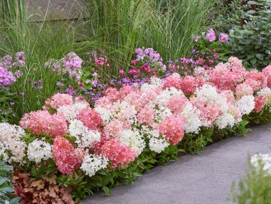 Japaninhortensia Groundbreaker® Blush