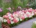 Japaninhortensia Groundbreaker® Blush