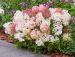 Japaninhortensia Groundbreaker® Blush