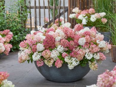 Japaninhortensia Groundbreaker® Blush