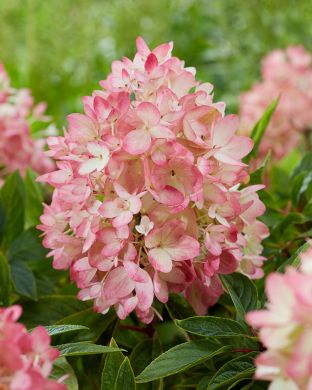 Japaninhortensia Groundbreaker® Blush