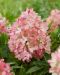 Japaninhortensia Groundbreaker® Blush