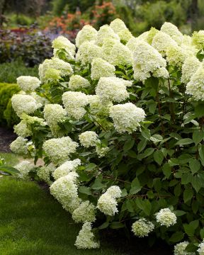 Syreenihortensia Limelight