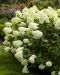Syreenihortensia Limelight
