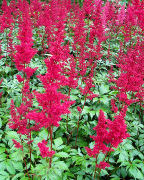 Japaninjaloangervo Fanal 3 kpl