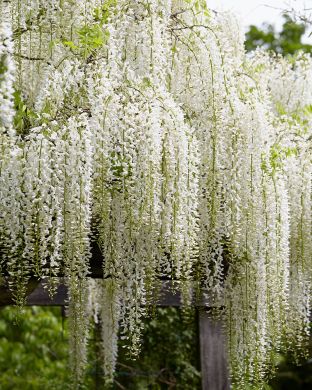 Japaninsinisade Alba