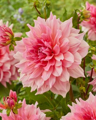 Jättidaalia Otto's Thrill 3 kpl