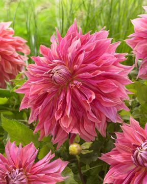 Jättidaalia Penhill Dark Monarch