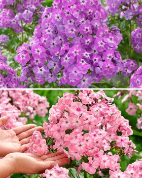 Jättileimu mix 6 kpl