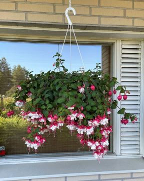 Jättiverenpisara Swingtime