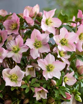 Tarhajouluruusu Rosemary