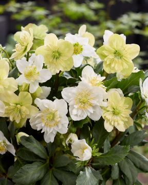 Vaaleajouluruusu Snowdrift