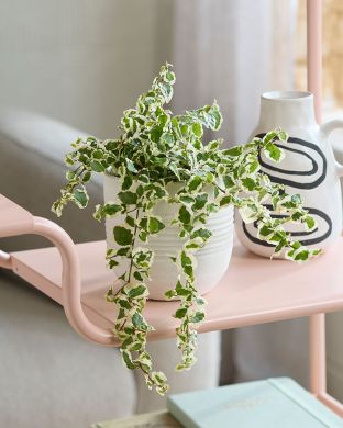 Kääpiököynnösviikuna Belle Sunny