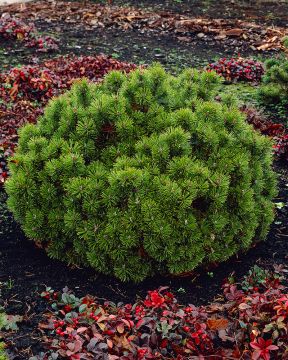 Kääpiövuorimänty Mops