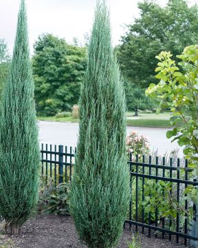 Kalliovuortenkataja Blue Arrow