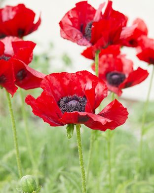 Kaukasianunikko Beauty of Livermere 3 kpl