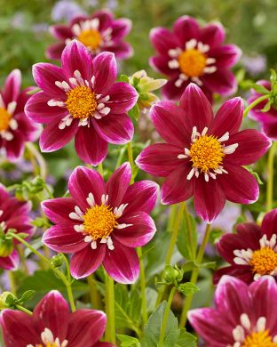 Kaulusdaalia Impression Fabula