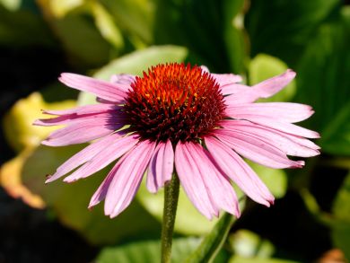 Kaunopunahattu Magnus 6 kpl